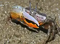 シオマネキ