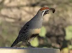 カンムリウズラ