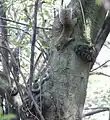 タイワンリスとの睨み合い/岐阜県の金華山(別名:稲葉山)山中にて。
