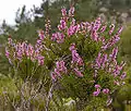 Calluna vulgarisの樹形