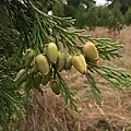 Calocedrus属の球果