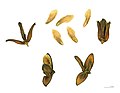 Calocedrus属の種子