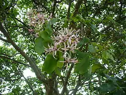 カロデンドラム・カペンセ(ただし写真は南アフリカ共和国ケープタウンのカーステンボッシュ国立植物園(英語版)の個体)。