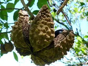 カロデンドラム・カペンセ (蒴果)