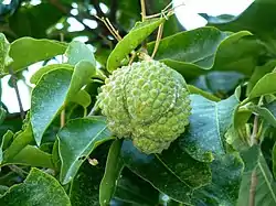 蒴果。プレトリアにて。