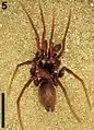 ワスレナグモ属Calommata simoni
