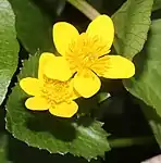 リュウキンカ