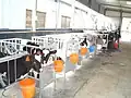小さな囲いの中で飼育される幼牛（英語版）