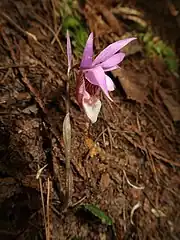 花茎に2つの鞘状葉がつき、苞は広線形で淡紅色。