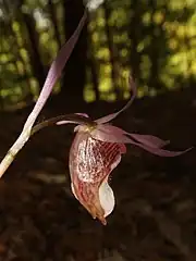 花の背面。