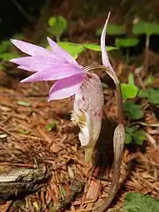 3萼片および2側花弁は線状披針形で、先は鋭尖頭で上向きに反り返り、淡紅色。唇弁は下垂し、太く袋状にふくらむ。