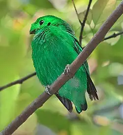 ミドリヒロハシCa. viridis