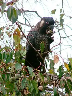 ボーダンクロオウム