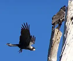 ニシオジロクロオウム