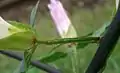 花柄の縮れたひれが特徴