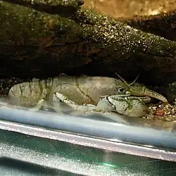 日本唯一の原産種、ザリガニ（ニホンザリガニ）