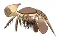 カンブロパキコーペ　Cambropachycope