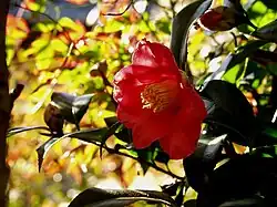 Camellia japonica