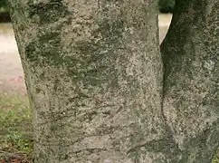 樹皮