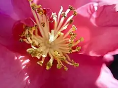 花蕊