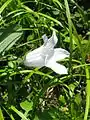 チシマギキョウの白花品種
