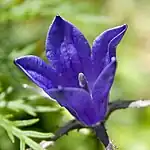 イワギキョウの花