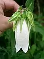 白色の花