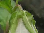 ホタルブクロの萼