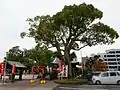 市の保存樹の楠