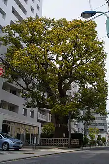 本郷弓町のクス