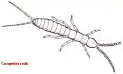 Campodea redii