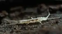 カマアシムシの1種（カマアシムシ目）ナガコムシの1種（コムシ目）