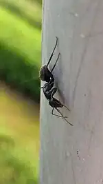 Camponotus_japonicus_on_metallic_column_-_1