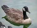 カナダガンB. canadensis