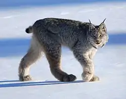 カナダオオヤマネコ