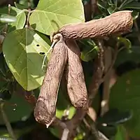 豆果