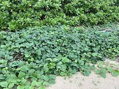 砂浜海岸における生育状況