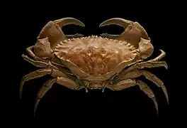 カニ類の1種 Cancer bellianus