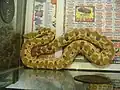ハブモドキボアC. cf. carinata