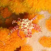 クモガニ科イソコンペイトウガニHoplophrys ogilbyi