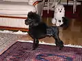 プードル(コンチネンタル・クリップ)