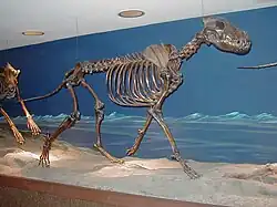 ダイアウルフ