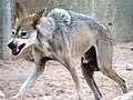 アラビアオオカミCanis lupus arabs