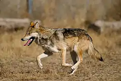 メキシコオオカミ>Canis lupus baileyi