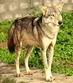 インドオオカミCanis lupus pallipes