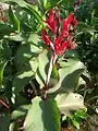 アカバナダンドク(Canna coccinea Mill.)