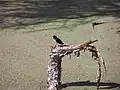 湖面を覆うアカウキクサの一種
