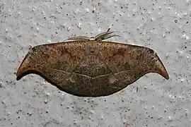 Canucha specularis, ロシア