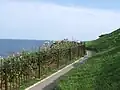 整備された遊歩道（2008年9月）
