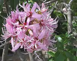 花。